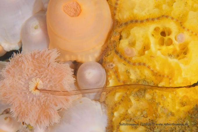  Anemone bei der Fortpflanzung © Robert Hansen