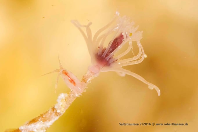  Flohkrebs auf einem Blumenpolypen © Robert Hansen