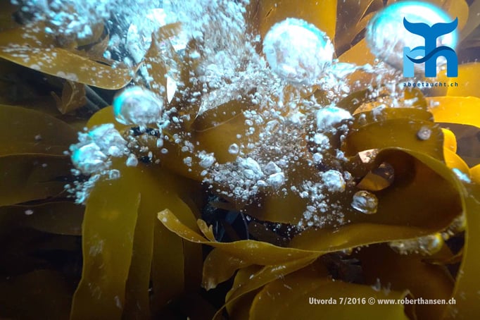  Luft aus dem Kelp. Hier muss ein Taucher sein © Robert Hansen