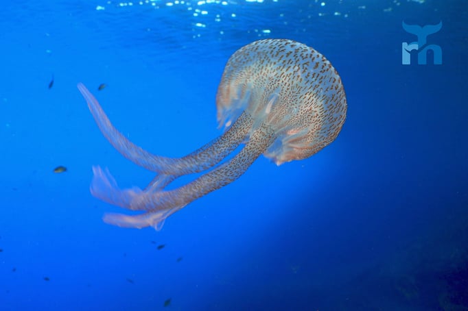  Die Leuchtqualle (Pelagia noctiluca) nesselt bei Berührung heftig © Robert Hansen