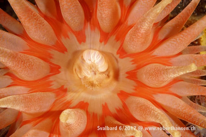  Anemone mit weit geöffneten Fangarmen © Robert Hansen