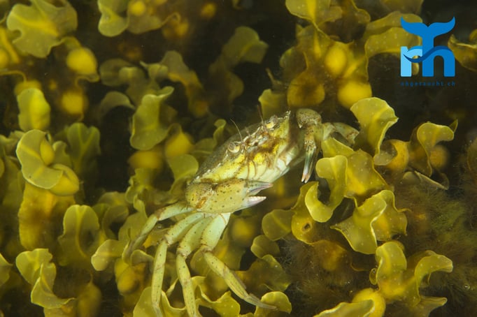Eine Strandkrabbe sucht nach Nahrung © Robert Hansen