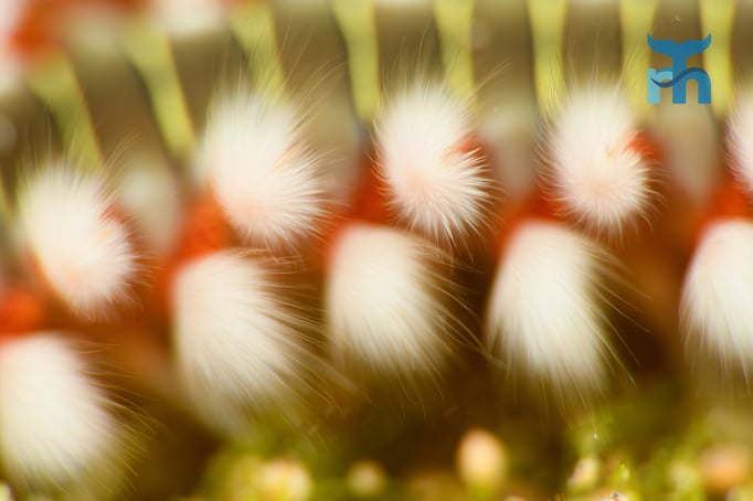  Die gifitgen Borsten des Feuerwurmes vor der Makrolinse © Robert Hansen