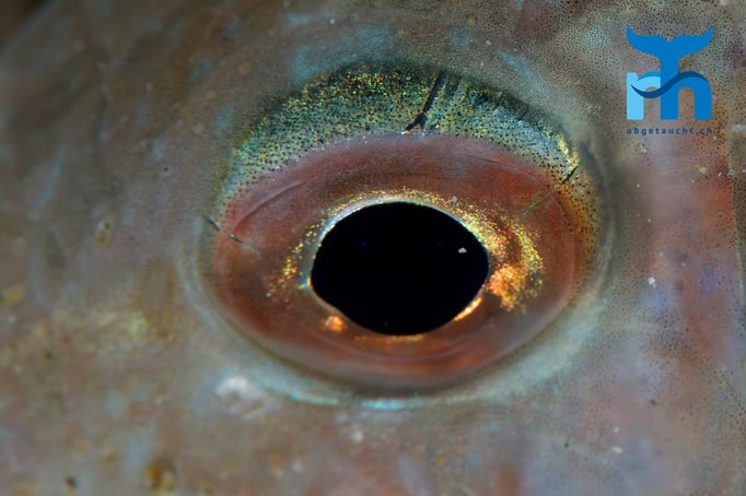  Auge einer Streifen-Barbe © Robert Hansen, April 2016