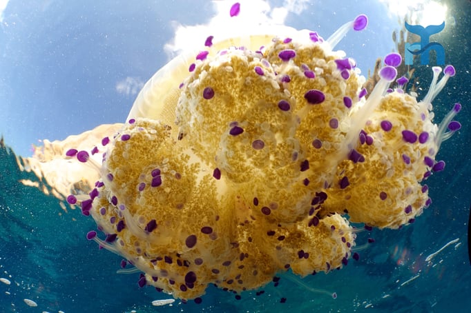  Wurzelmundqualle (Cortylorhiza tuberculata) an der Wasseroberfläche © Robert Hansen