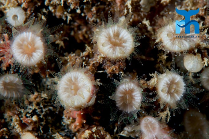  Tentakel kleiner Krusten-Anemonen © Robert Hansen, April 2016