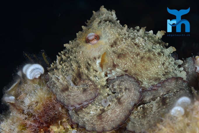  Ein Oktopus kauert auf einem Stein in drei Metern Tiefe © Robert Hansen, Gozo Oktober 2015