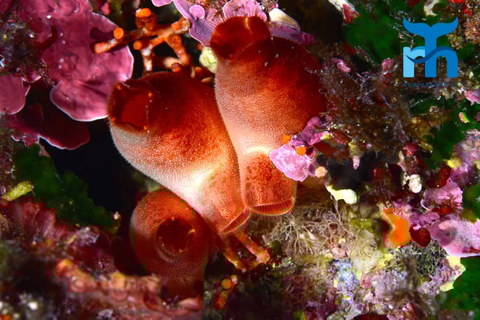  Seescheiden in 10 Metern Tiefe © Robert Hansen, Gozo Oktober 2015