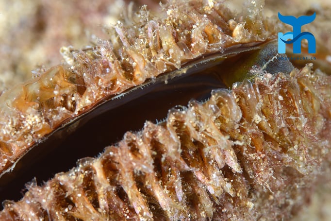 Die Steckmuschel halb geöffnet © Robert Hansen, Gozo Oktober 2015