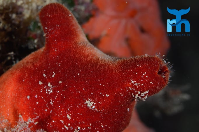  Das knallige Rot der Seescheide leuchtet in 20 Metern Tiefe nur unter dem Blitzlicht © Robert Hansen, Gozo Oktober 2015