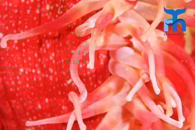  Anemone en detail © www.roberthansen.ch