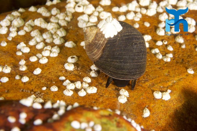 Schneck und Seepocken © Robert Hansen