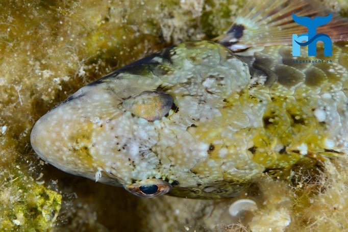 Gut getarnter Skorpionfisch © Robert Hansen, Gozo Oktober 2015