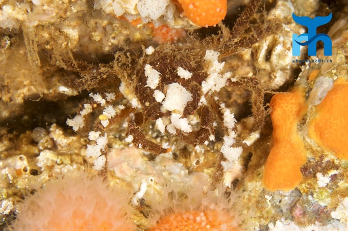  Perfekte Tarnung auf dem Rücken der Krabbe © Robert Hansen