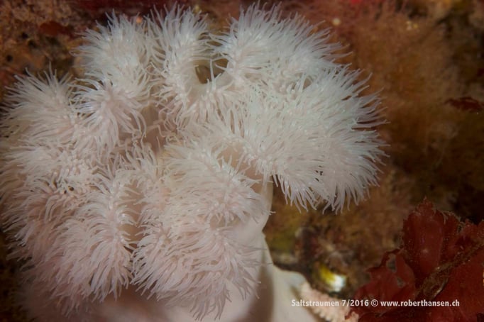  Tentakel in der Strömung © Robert Hansen