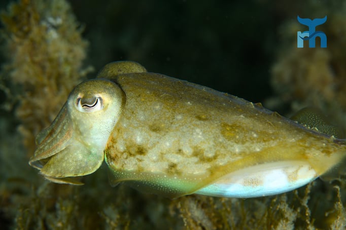  Sepia wechselt je nach Hintergrund blitzschnell die Farbe © Robert Hansen