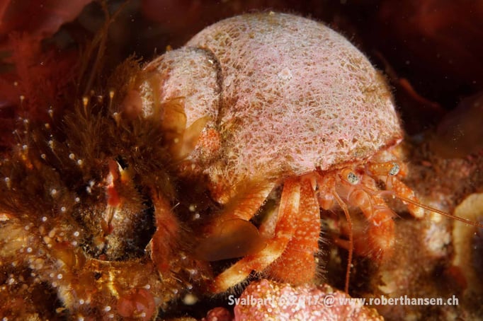  Einsiedlerkrebs unterwegs © Robert Hansen