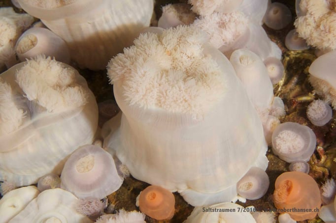  Anemonenfamilie © Robert Hansen