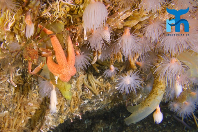  Seestern, Krabbe, Anemonen, Seescheiden © www.roberthansen.ch