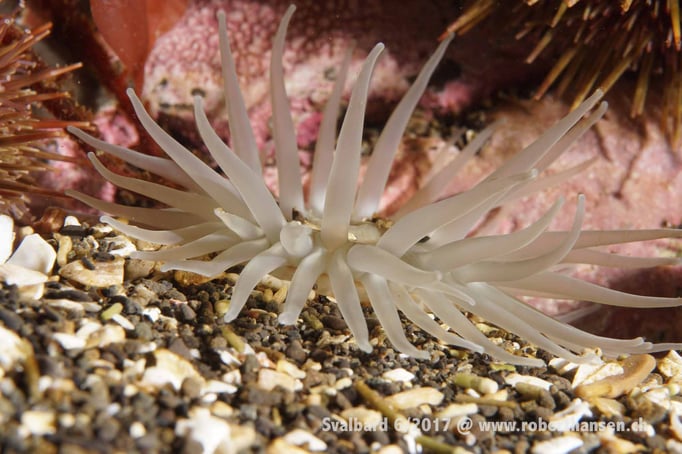  Anemone im Sand © Robert Hansen