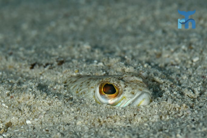  Gut getarnt im Sand wartet das Petersmännchen in Lauerstellung © Robert Hansen
