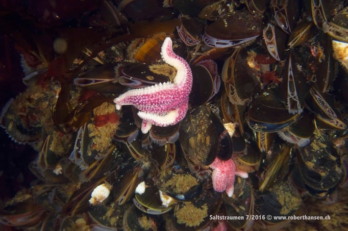  Allein zwischen Miesmuscheln © Robert Hansen