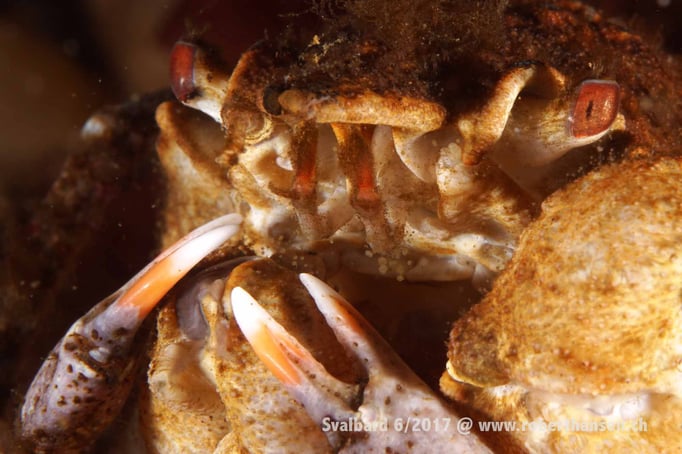  Krabben im Doppelpack © Robert Hansen