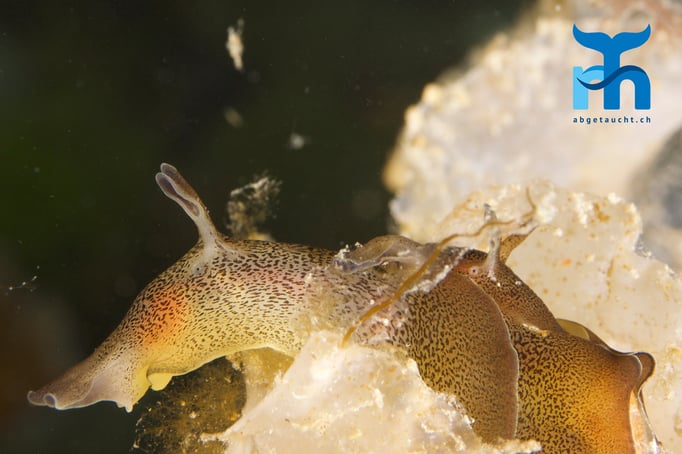 Seehase auf Schleichfahrt © Robert Hansen