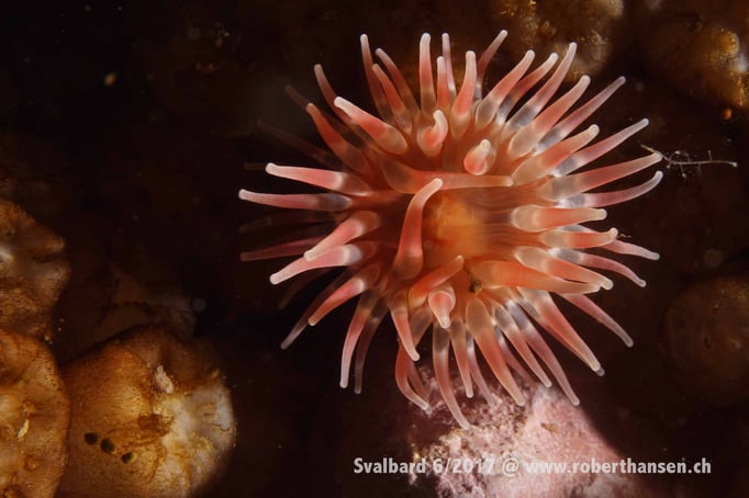  Anemone © Robert Hansen