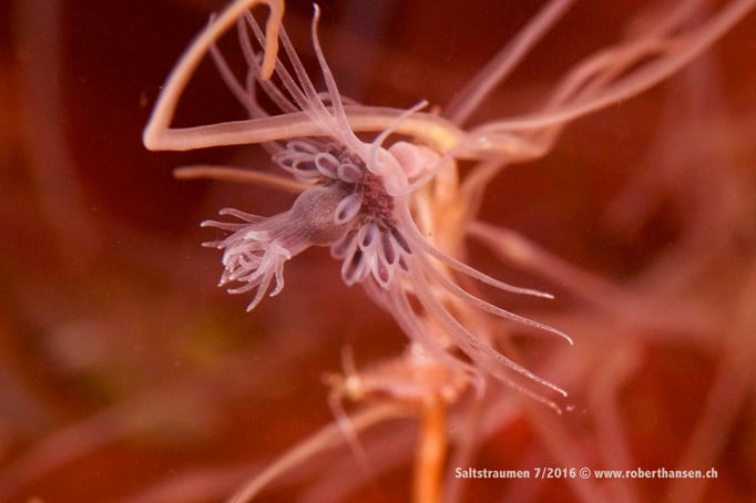  Blumenpolyp in Nahaufnahme © Robert Hansen