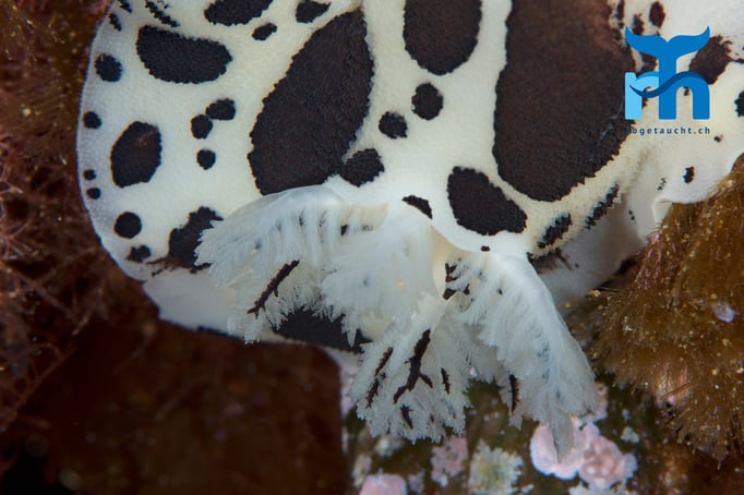  Leoparden-Nacktschnecke © Robert Hansen, April 2016