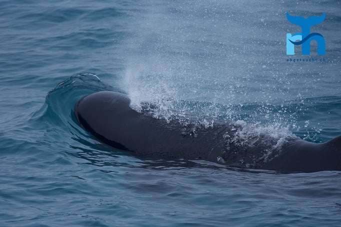  Luft holen. Pilotwale leben in grossen Familienverbänden © Robert Hansen
