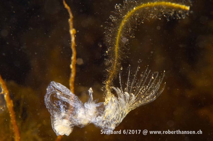  Larve einer Seepocke © Robert Hansen