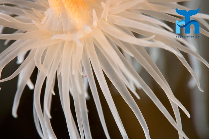  Tentakel der Anemone © www.roberthansen.ch