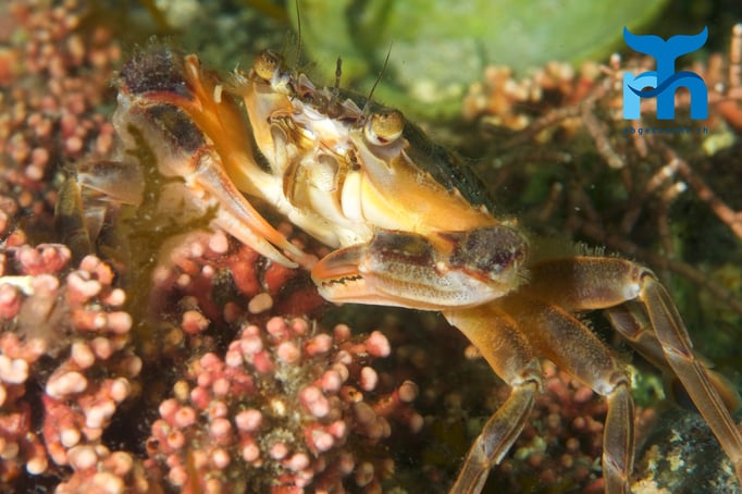  Strandkrabbe sitzt auf einer Hartkoralle © Robert Hansen