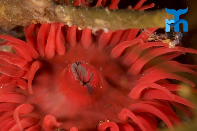  Eine Anemone auf Nahrungssuche © Robert Hansen