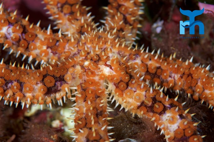  Der Warzenseestern frisst auch andere Seesterne © Robert Hansen, April 2016