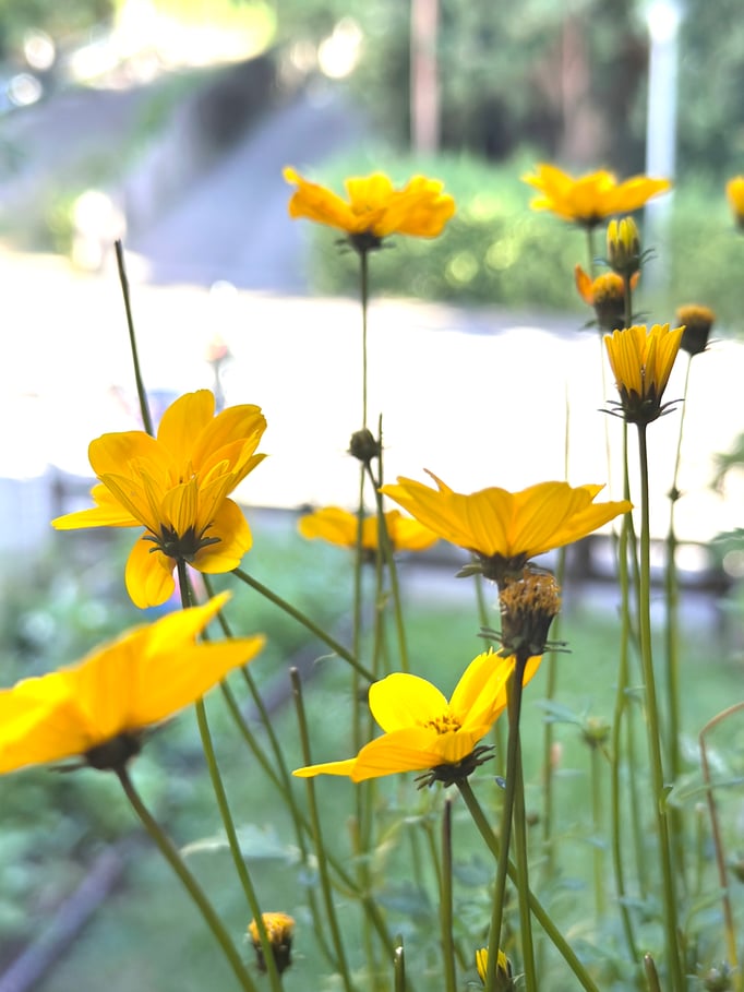 Street Fotografie Fototour Bad Münstereifel