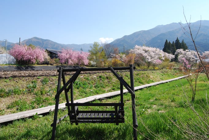 春　敷地内の桜たち　４月中旬～（例年）