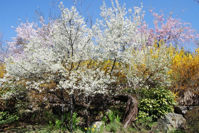 春　食事処から見たすもも　４月中旬～（例年）