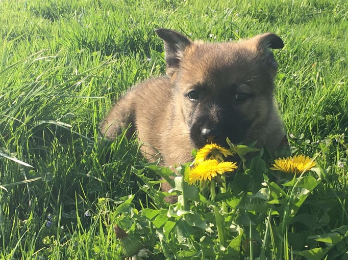 X-Wurf von der Gletscherhöhle