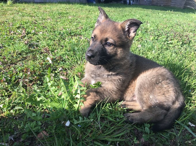 X-Wurf von der Gletscherhöhle