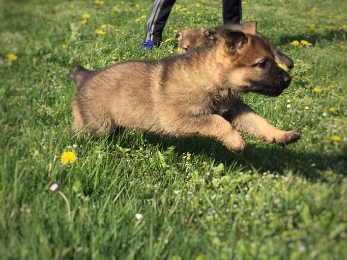 X-Wurf von der Gletscherhöhle
