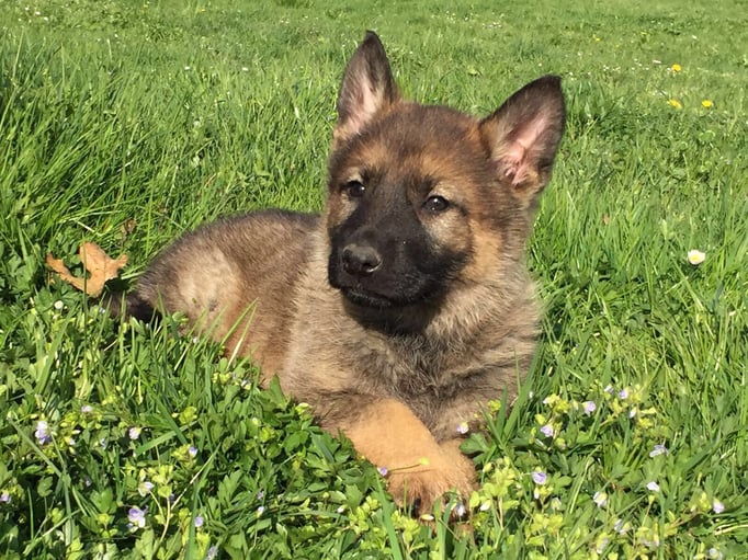 X-Wurf von der Gletscherhöhle