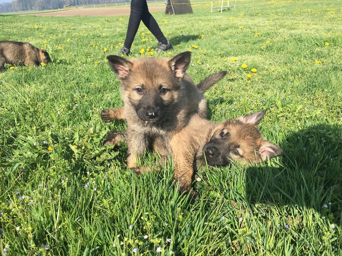 X-Wurf von der Gletscherhöhle