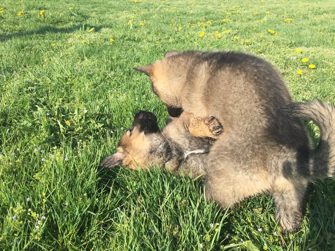 X-Wurf von der Gletscherhöhle