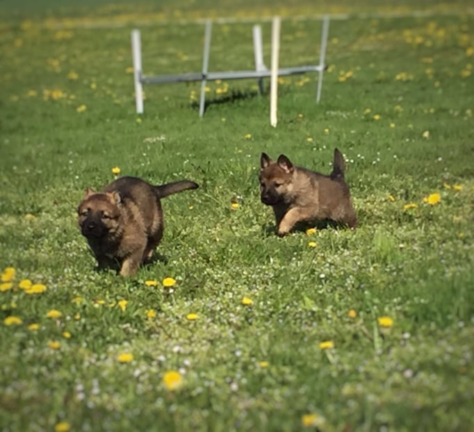 X-Wurf von der Gletscherhöhle