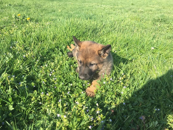 X-Wurf von der Gletscherhöhle