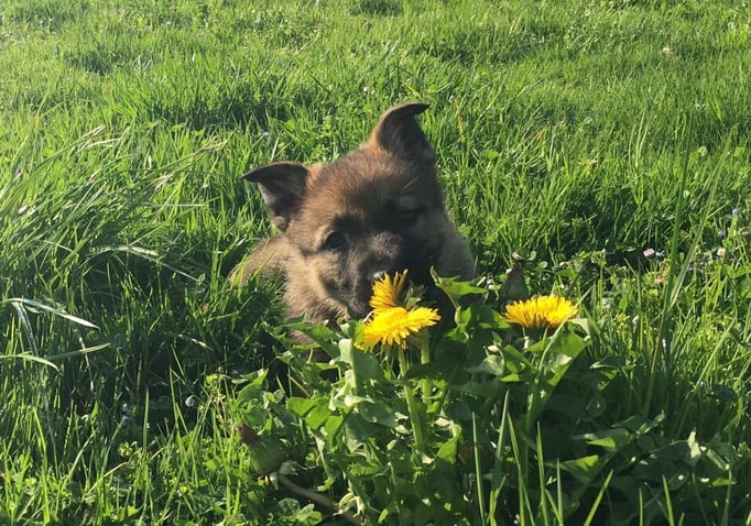 X-Wurf von der Gletscherhöhle