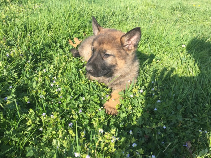 X-Wurf von der Gletscherhöhle